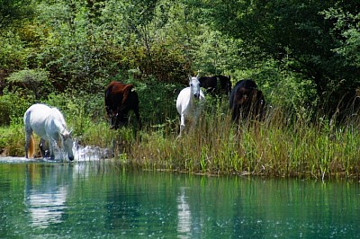 Río Tajo, a su paso por Zorita de los canes